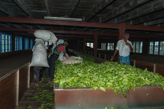 NUWARA ELIYA, SRI LANKA - APR 18: Workers  lay out fresh tea leaf crop on Blue Field Tea Garden PVT tea factory for withering on Apr 18, 2013 in Nuwara Eliya, Sri Lanka. 