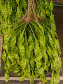 Parkia is tropical stinking edible beans in local market Thailand.The scientific name: Parkia speciosa is a perennial plant in the pea family (Fabaceae).