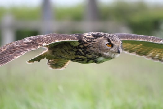 Eagle owl in flight