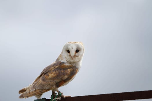 Barn owl