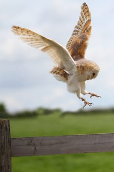 Barn owl