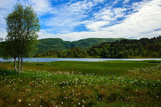 Summer image from the mountains with cotton grass, wetland and a lake