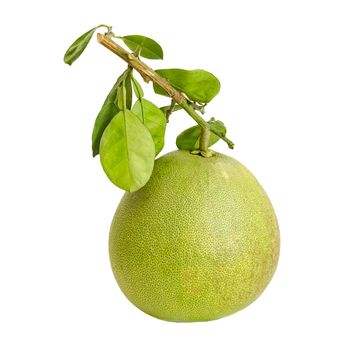 Pomelo or Chinese grapefruit