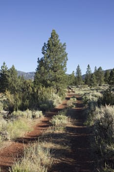 an old red dirt road in verdi nevada surrounded by pine trees.