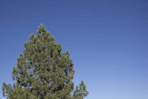 forest pines trees with a clear blue evening sky. Verdi Nevada