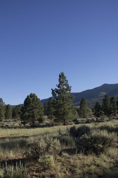 forest pines trees with a clear blue evening sky. Verdi Nevada