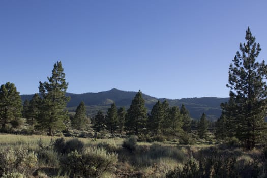 forest pines trees with a clear blue evening sky. Verdi Nevada