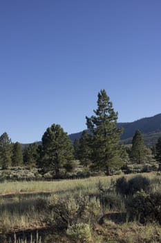 forest pines trees with a clear blue evening sky. Verdi Nevada