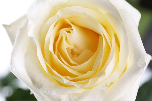 Beautiful perfect white rose flower head. Close-up. Background.