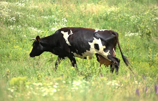 Black-white cow eats grass on the green field.