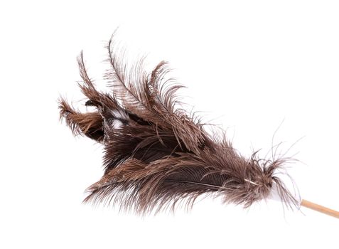 Brush ostrich feather on the white background