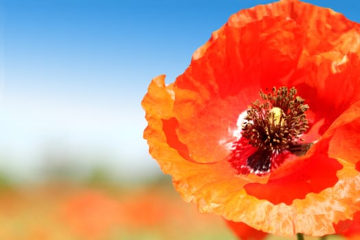 Poppy close-up is located right on a background