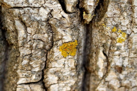willow bark close-up as a background