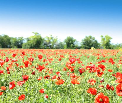 Poppy flowers against the blue sky and trees sa a background