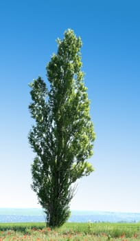Tall Lombardi Poplar against of a blue sky