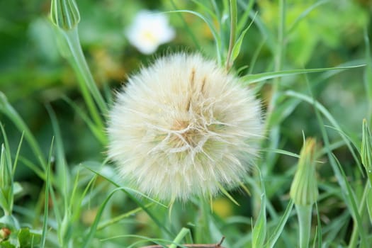 A dandelion close-up on a background of green grass.