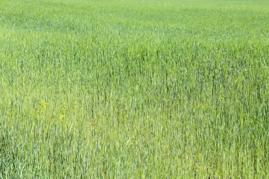 Field of green wheat grass on whole background
