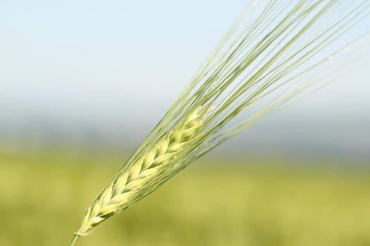 Green wheat ear close-up on background of fiejd and sky