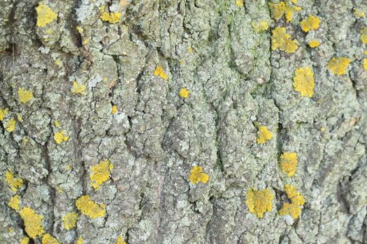 Yellow mold on the tree bark. Texture.