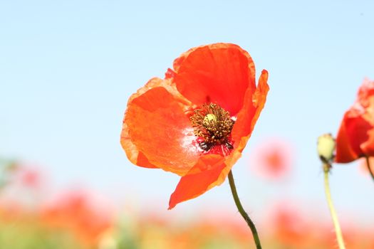 red poppy on a background of sky and poppies