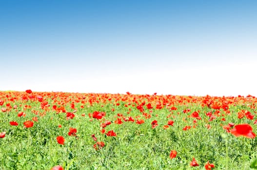 red poppy field on background of sky