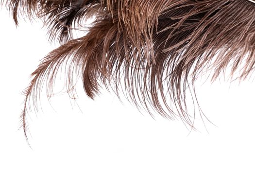 Brown feathers the upper half of the background