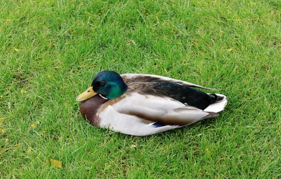 Nice drake on a green grasses. Close-up.