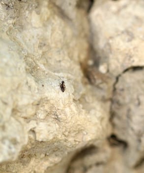 Lonely black ant among stones. Close-up. Stone background.