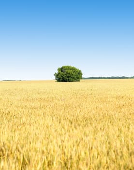 Golden wheat field, tree and blue sky