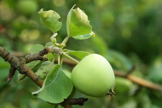 Green apple growing on tree in summer