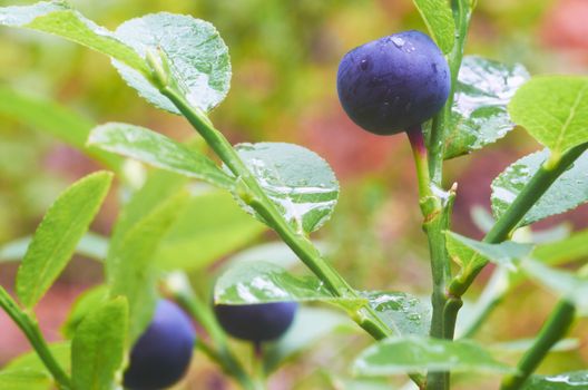 Blueberries covered with dew drops in the�� summer morning