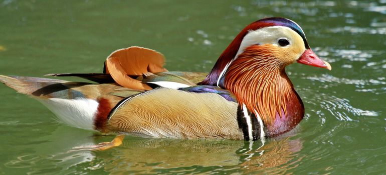 mandarin duck and colors