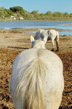 Horse of the Camargue and sky blue