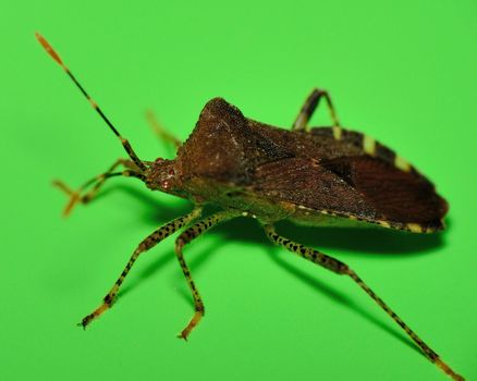 Side view of a stink bug or shield bug.