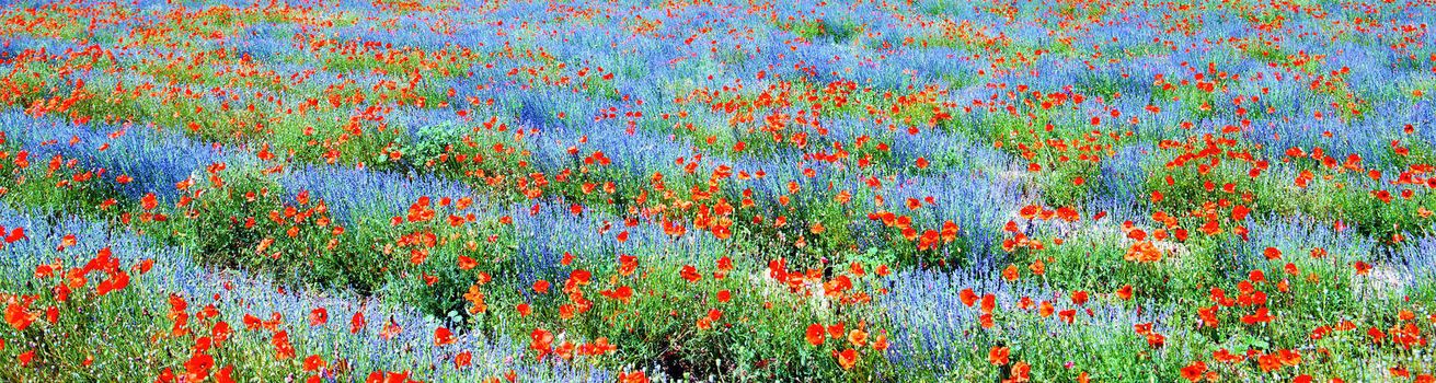 Panoramic view, field of violet lavender and red poppy flowers 