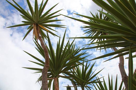Low angle view of spiky crowns of tropical palm trees against a cloudy blue summer sky