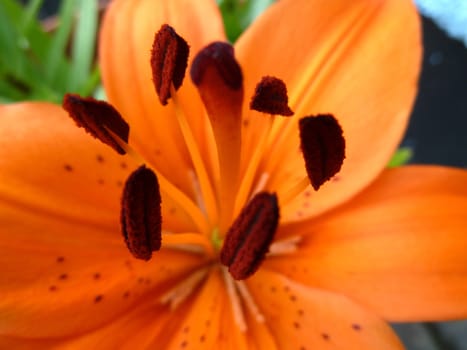 stamens on a orange flower
