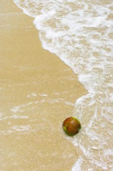 Coconut fruit on beach with sea wave