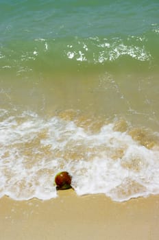 Coconut fruit on beach with sea wave