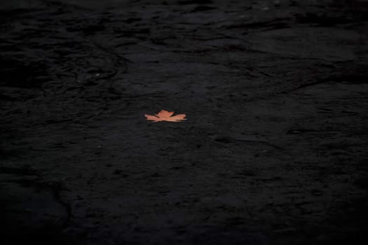 Single maple leaf floating down river in fall