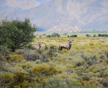 Two gemsboks or gemsbucks (Oryx gazella) is a large antelope at south Africa bush