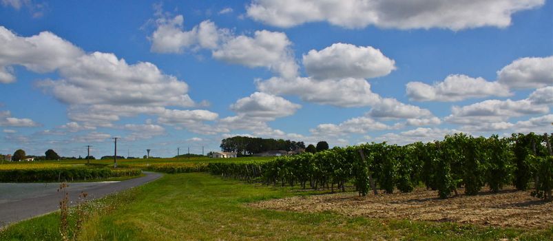 Green Agriculture Landscape as background for Wine