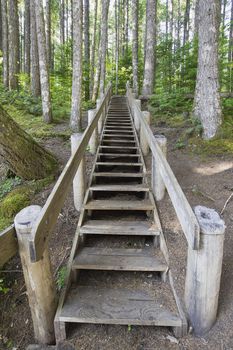 Wood Staircase in Lower Lewis River Falls Hiking Trail Washington State