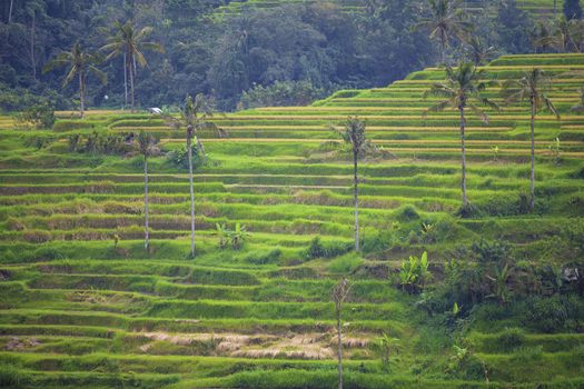 Rice terrace fields in Bali Indonesia