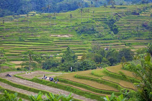 Rice terrace fields in Bali Indonesia