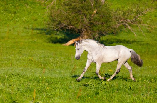 Gray Arab horse gallops on a green meadow