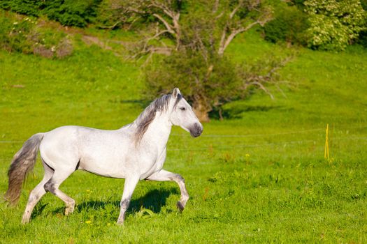 Gray Arab horse gallops on a green meadow