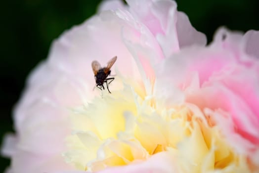 A fly on a soft beautiful pastel peony. Close-up