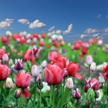 Spring tulip flowers on blue sky background