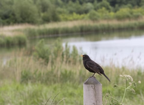 blackbird sitting on fence post